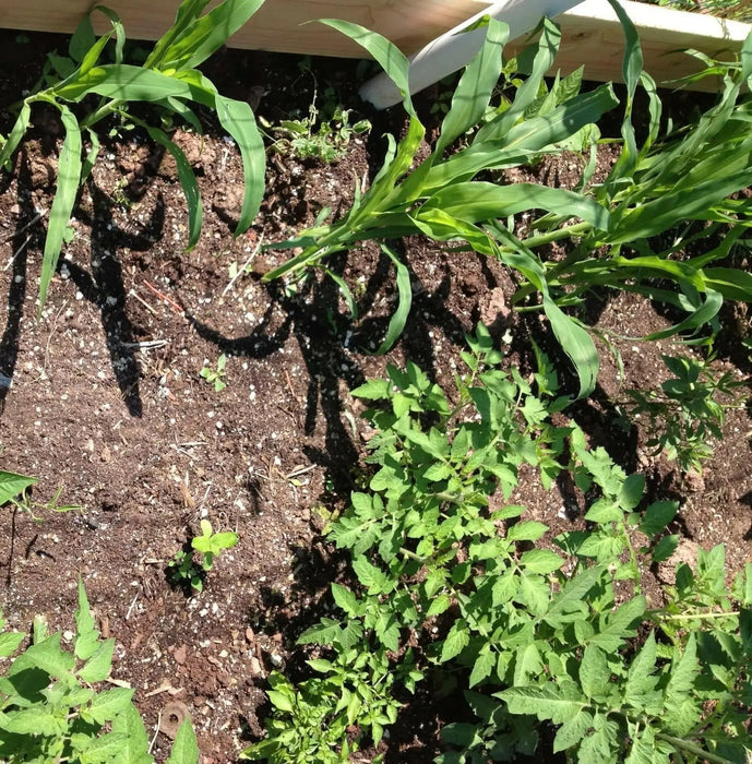 Bi-Color Sweet Corn SEEDS, Sugar Baby F1 SE - Caribbean garden seed