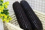 BLACK AZTEC SWEET CORN- Zea mays - Caribbean garden seed