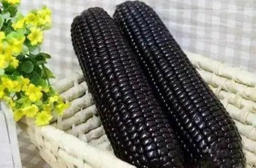 BLACK AZTEC SWEET CORN- Zea mays - Caribbean garden seed