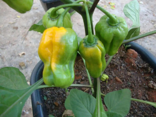 BIG SUN  habanero Peppers Seeds, Capsicum chinense - Caribbean garden seed