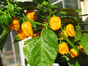 BIG SUN  habanero Peppers Seeds, Capsicum chinense - Caribbean garden seed