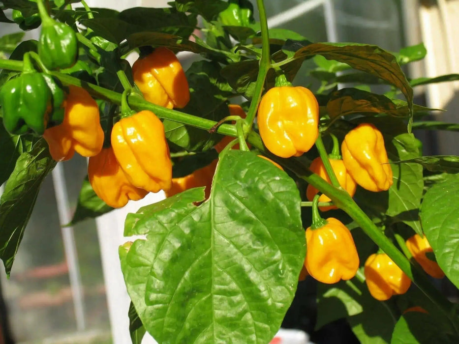BIG SUN  habanero Peppers Seeds, Capsicum chinense - Caribbean garden seed