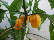 BIG SUN  habanero Peppers Seeds, Capsicum chinense - Caribbean garden seed