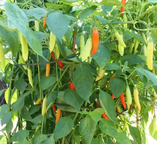 Birgits Locoto - Chili Pepper Seeds, Capsicum Baccatum - Caribbean garden seed