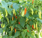 Birgits Locoto - Chili Pepper Seeds, Capsicum Baccatum - Caribbean garden seed