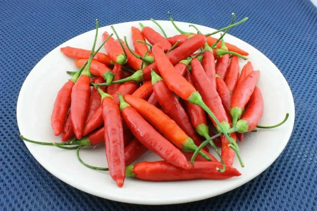 Birgits Locoto - Chili Pepper Seeds, Capsicum Baccatum - Caribbean garden seed