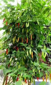 Birgits Locoto - Chili Pepper Seeds, Capsicum Baccatum - Caribbean garden seed