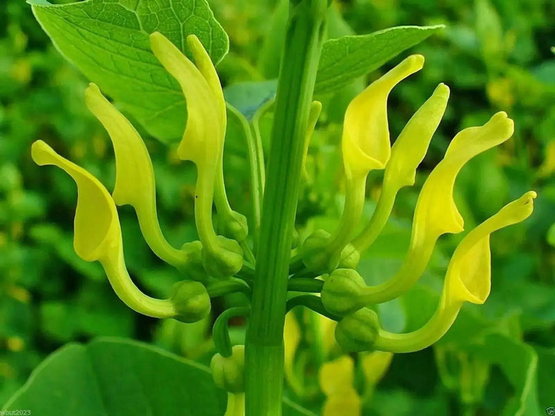 Birthwort  FLOWERS SEED ,ARISTOLOCHIA clematitis - Caribbean garden seed