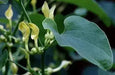 Birthwort  FLOWERS SEED ,ARISTOLOCHIA clematitis - Caribbean garden seed