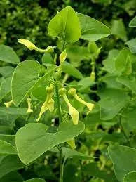 Birthwort  FLOWERS SEED ,ARISTOLOCHIA clematitis - Caribbean garden seed