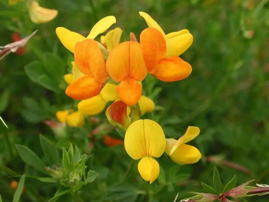 Birdsfoot Trefoil Seed, Legume,  Inoculated ! - Caribbean garden seed