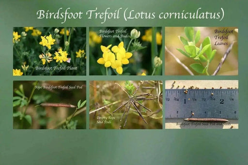 Birdsfoot Trefoil Seed, Legume,  Inoculated ! - Caribbean garden seed