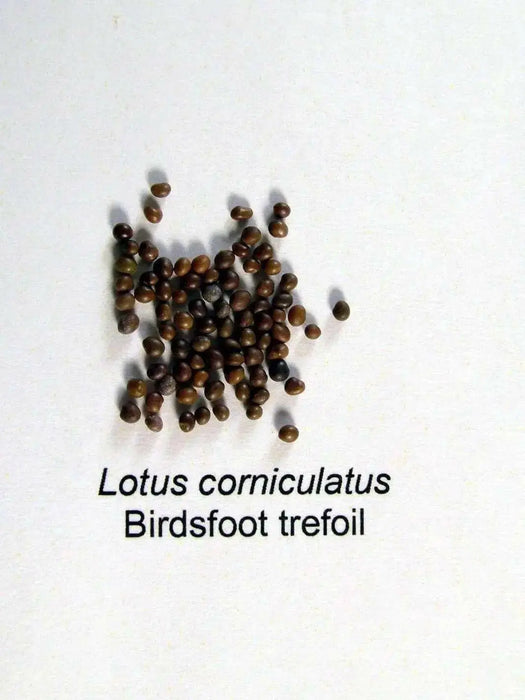 Birdsfoot Trefoil Seed, Legume,  Inoculated ! - Caribbean garden seed