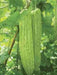Bitter Gourd Seeds - Mara (Asian vegetable) Bitter Melon - Caribbean garden seed