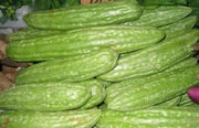 Bitter Gourd Seeds - Mara (Asian vegetable) Bitter Melon - Caribbean garden seed