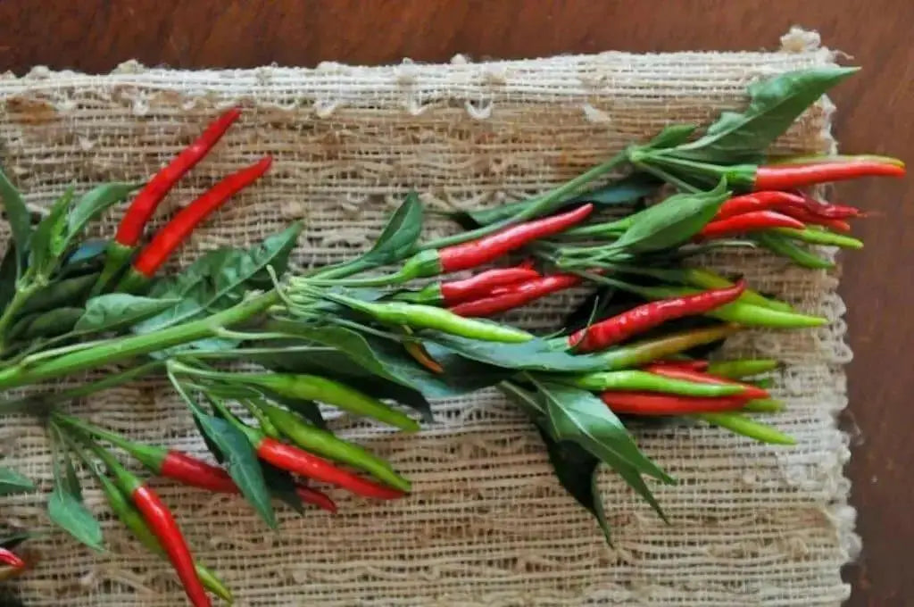 Bird's eye chili,"prik kee noo"( Capsicum annuum )Asian Vegetable - Caribbean garden seed
