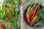 Bird's eye chili,"prik kee noo"( Capsicum annuum )Asian Vegetable - Caribbean garden seed