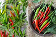 Bird's eye chili,"prik kee noo"( Capsicum annuum )Asian Vegetable - Caribbean garden seed