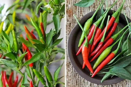 Bird's eye chili,"prik kee noo"( Capsicum annuum )Asian Vegetable - Caribbean garden seed