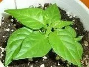 Bird's eye chili,"prik kee noo"( Capsicum annuum )Asian Vegetable - Caribbean garden seed