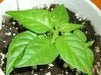 Bird's eye chili,"prik kee noo"( Capsicum annuum )Asian Vegetable - Caribbean garden seed