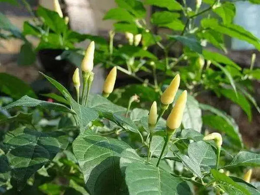 Birds eye chilli Pepper Seed (Capsicum annuum) WHITE VERY HOT, ASIAN VEGETABLE - Caribbean garden seed