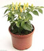 Birds eye chilli Pepper Seed (Capsicum annuum) WHITE VERY HOT, ASIAN VEGETABLE - Caribbean garden seed