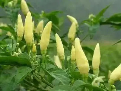 Birds eye chilli Pepper Seed (Capsicum annuum) WHITE VERY HOT, ASIAN VEGETABLE - Caribbean garden seed