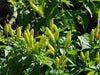 Birds eye chilli Pepper Seed (Capsicum annuum) WHITE VERY HOT, ASIAN VEGETABLE - Caribbean garden seed
