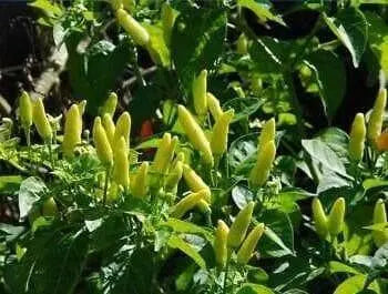 Birds eye chilli Pepper Seed (Capsicum annuum) WHITE VERY HOT, ASIAN VEGETABLE - Caribbean garden seed