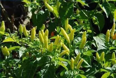 Birds eye chilli Pepper Seed (Capsicum annuum) WHITE VERY HOT, ASIAN VEGETABLE - Caribbean garden seed