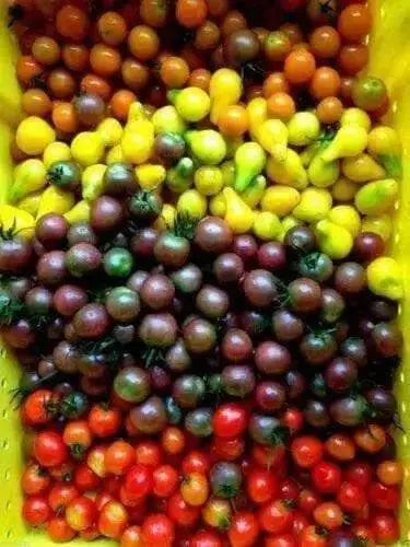 BLACK CHERRY TOMATO SEEDS, HEIRLOOM VEGETABLE.. - Caribbean garden seed
