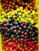 BLACK CHERRY TOMATO SEEDS, HEIRLOOM VEGETABLE.. - Caribbean garden seed
