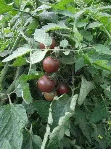 BLACK CHERRY TOMATO SEEDS, HEIRLOOM VEGETABLE.. - Caribbean garden seed