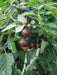 BLACK CHERRY TOMATO SEEDS, HEIRLOOM VEGETABLE.. - Caribbean garden seed