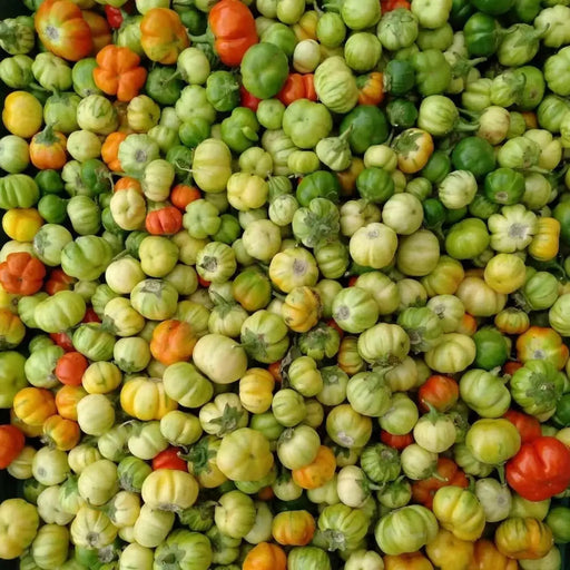 Bitter Ball Eggplant ( Live Plants/ 3'POT) African Eggplant - Caribbean garden seed