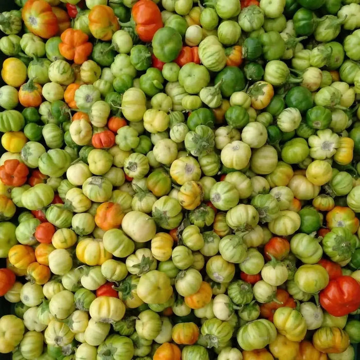 Bitter Ball Eggplant ( Live Plants/ 3'POT) African Eggplant - Caribbean garden seed