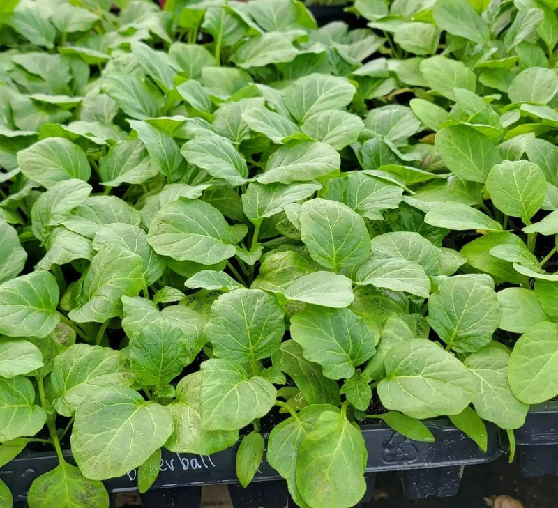 Bitter Ball Eggplant ( Live Plants/ 3'POT) African Eggplant - Caribbean garden seed