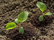 Bitter Ball Eggplant ( Live Plants/ 3'POT) African Eggplant - Caribbean garden seed