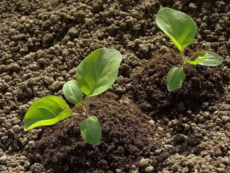 Bitter Ball Eggplant ( Live Plants/ 3'POT) African Eggplant - Caribbean garden seed