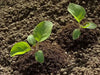 Bitter Ball Eggplant ( Live Plants/ 3'POT) African Eggplant - Caribbean garden seed