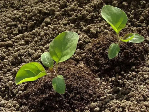 Bitter Ball Eggplant ( Live Plants/ 3'POT) African Eggplant - Caribbean garden seed
