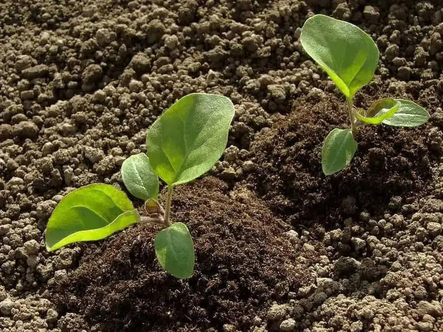Bitter Ball Eggplant ( Live Plants/ 3'POT) African Eggplant - Caribbean garden seed