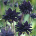 BLACK Columbine (2 Roots/Tuber) Perennial FLOWERS - Caribbean garden seed