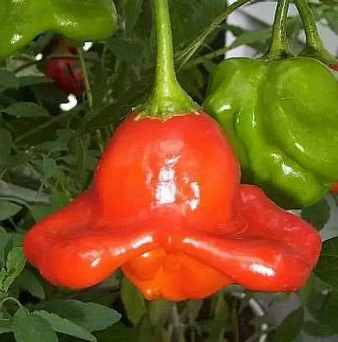Bishop's Crown, Pepper Seeds ,Capsicum Baccatum. - Caribbean garden seed