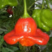 Bishop's Crown, Pepper Seeds ,Capsicum Baccatum. - Caribbean garden seed