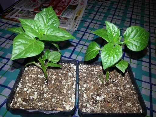 Bishop's Crown, Pepper Seeds ,Capsicum Baccatum. - Caribbean garden seed
