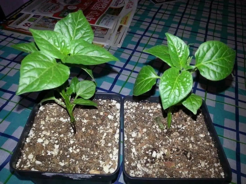 Bishop's Crown, Pepper Seeds ,Capsicum Baccatum. - Caribbean garden seed