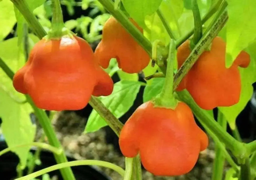 Bishop's Crown, Pepper Seeds ,Capsicum Baccatum. - Caribbean garden seed