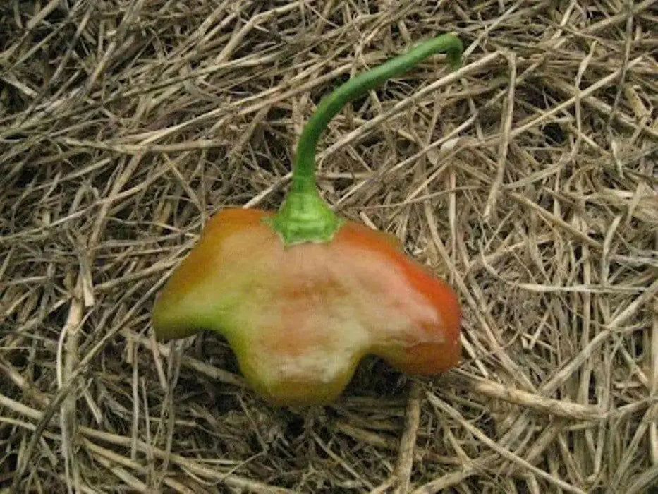 Bishop's Crown, Pepper Seeds ,Capsicum Baccatum. - Caribbean garden seed